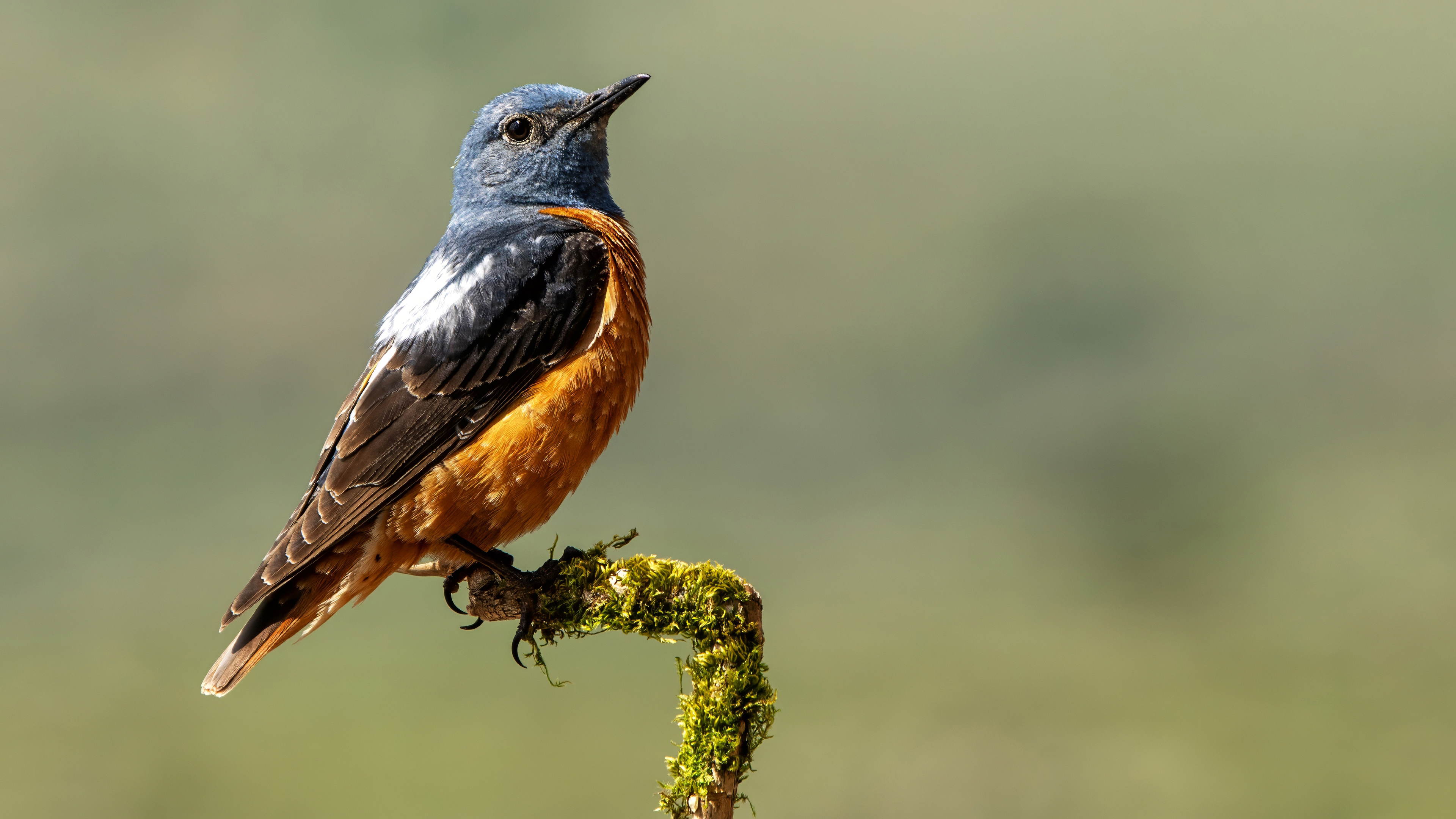 Rufous-tailed Rock-Thrush